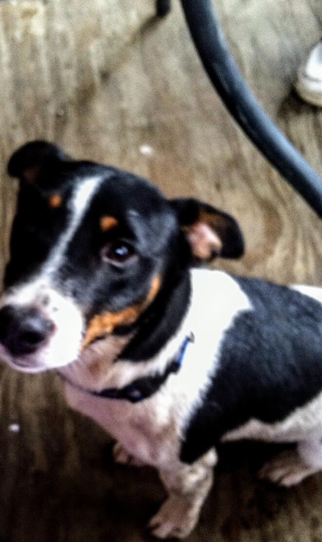 Jack Russell Terrier