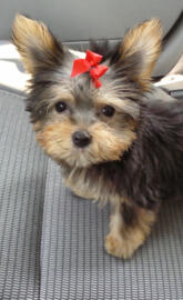 Cute Yorkie