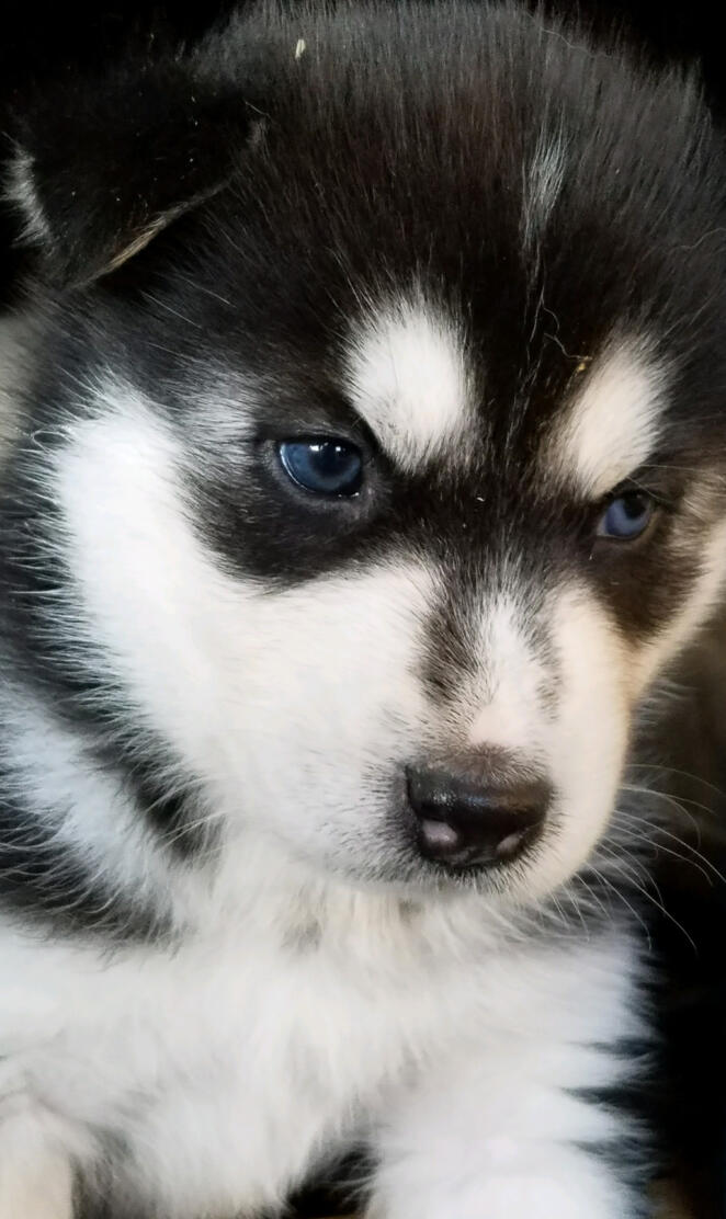 Logan Husky Puppy