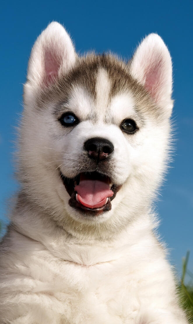 Siberian Husky Puppy