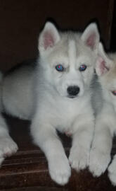 Husky babies