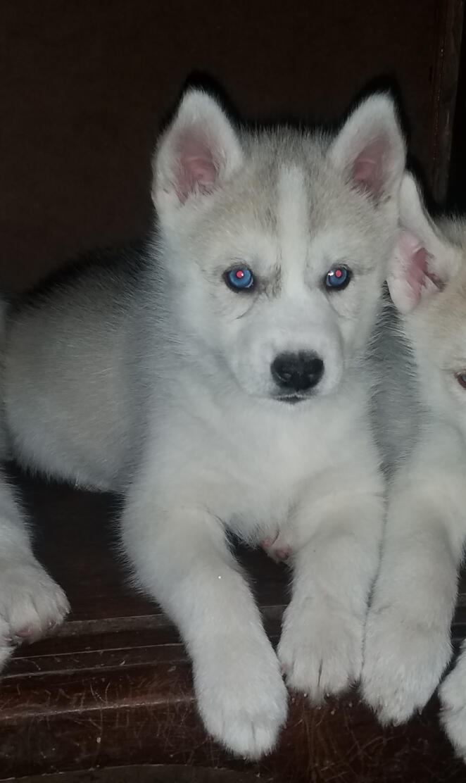 Husky babies