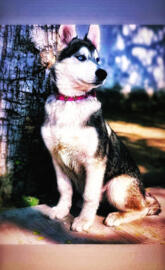 Husky