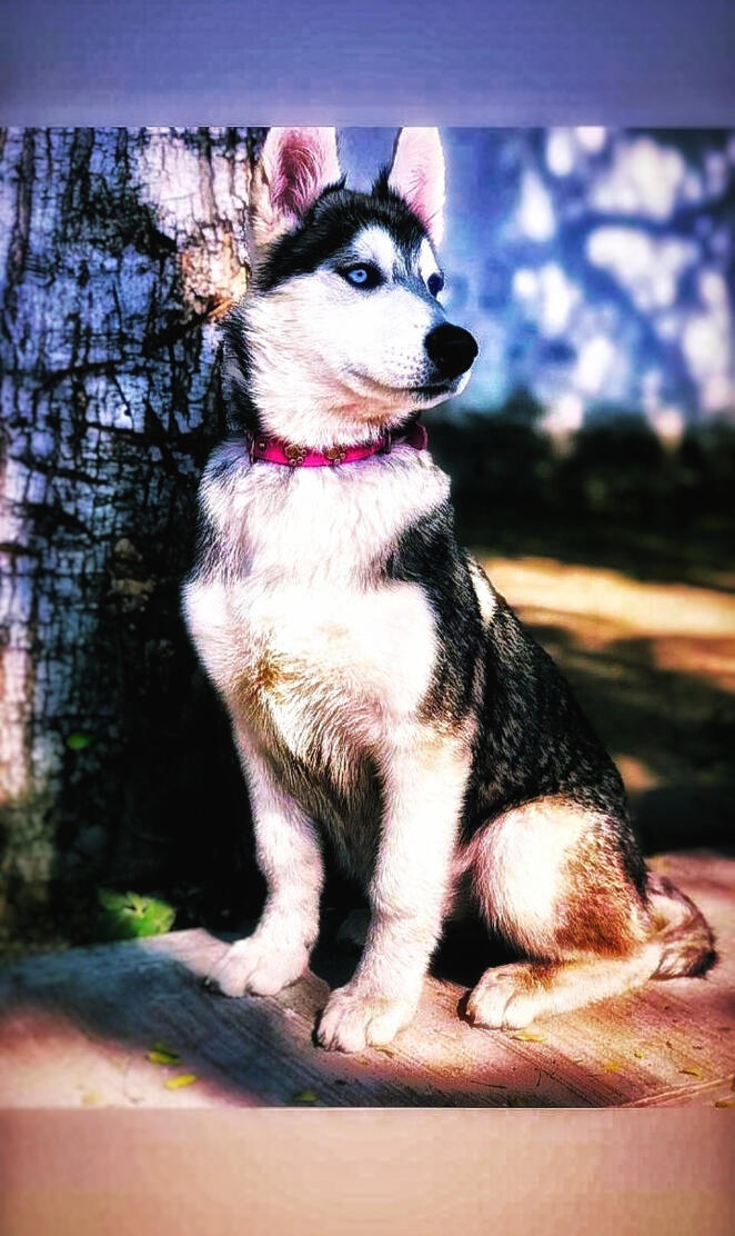 Husky
