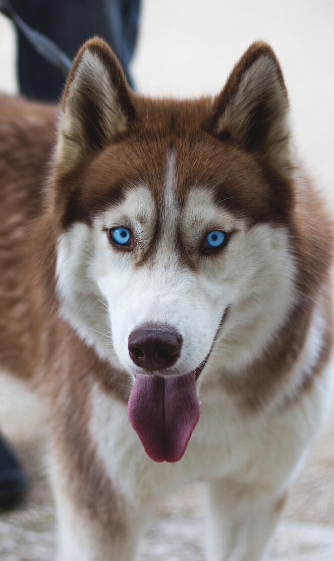 Husky