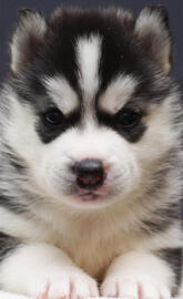 Husky puppy