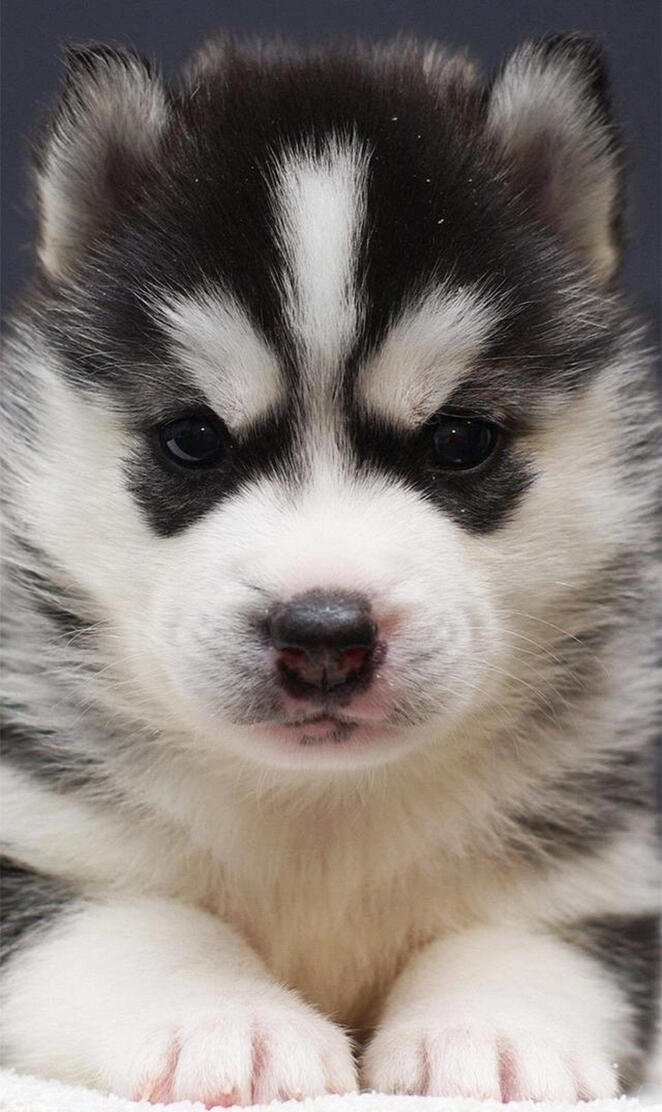 Husky puppy