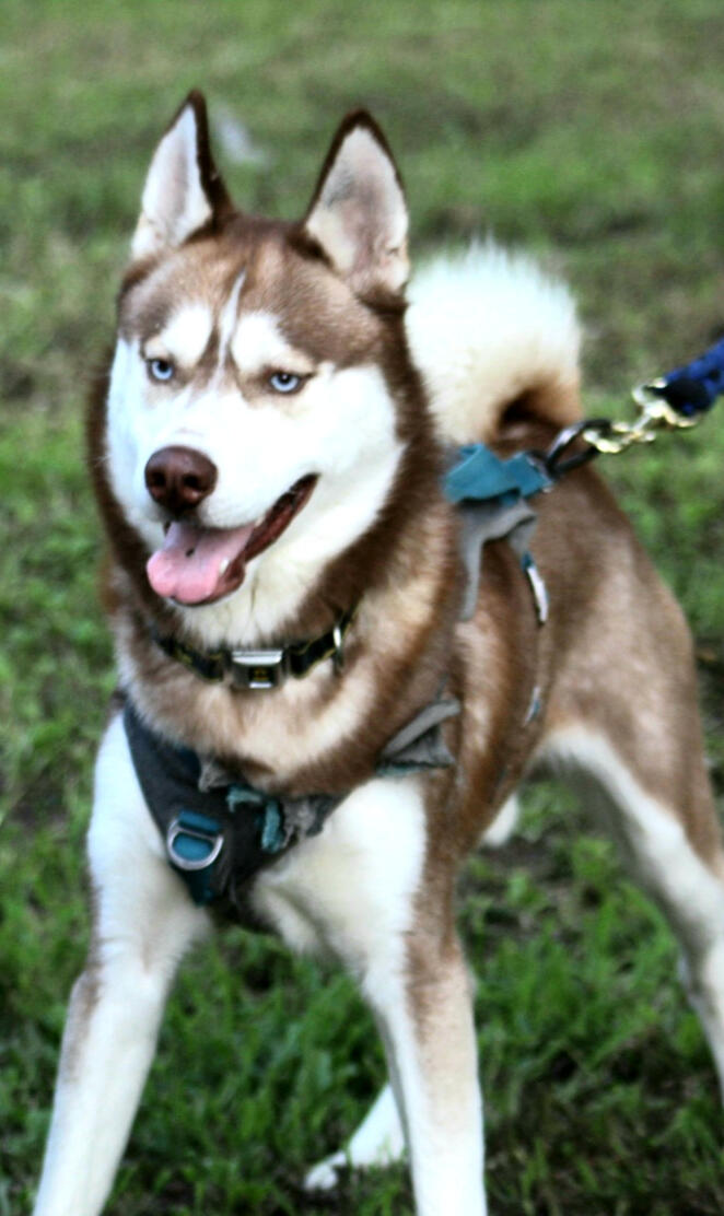 Husky Called Gunner
