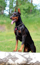 Doberman pinscher