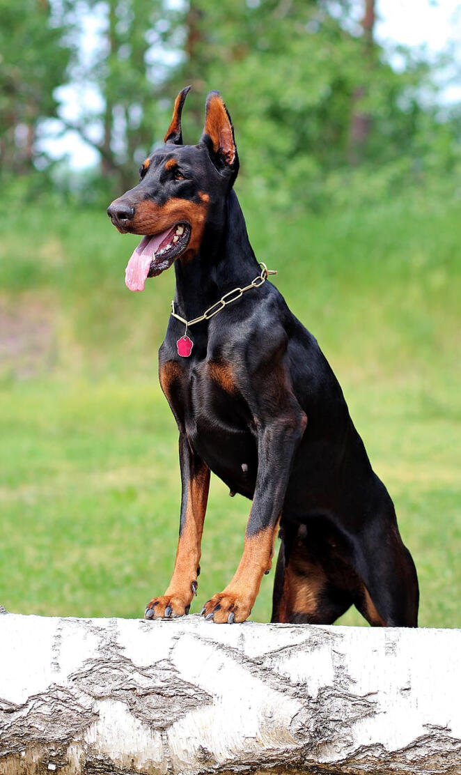 Doberman pinscher