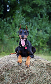 Doberman pinscher