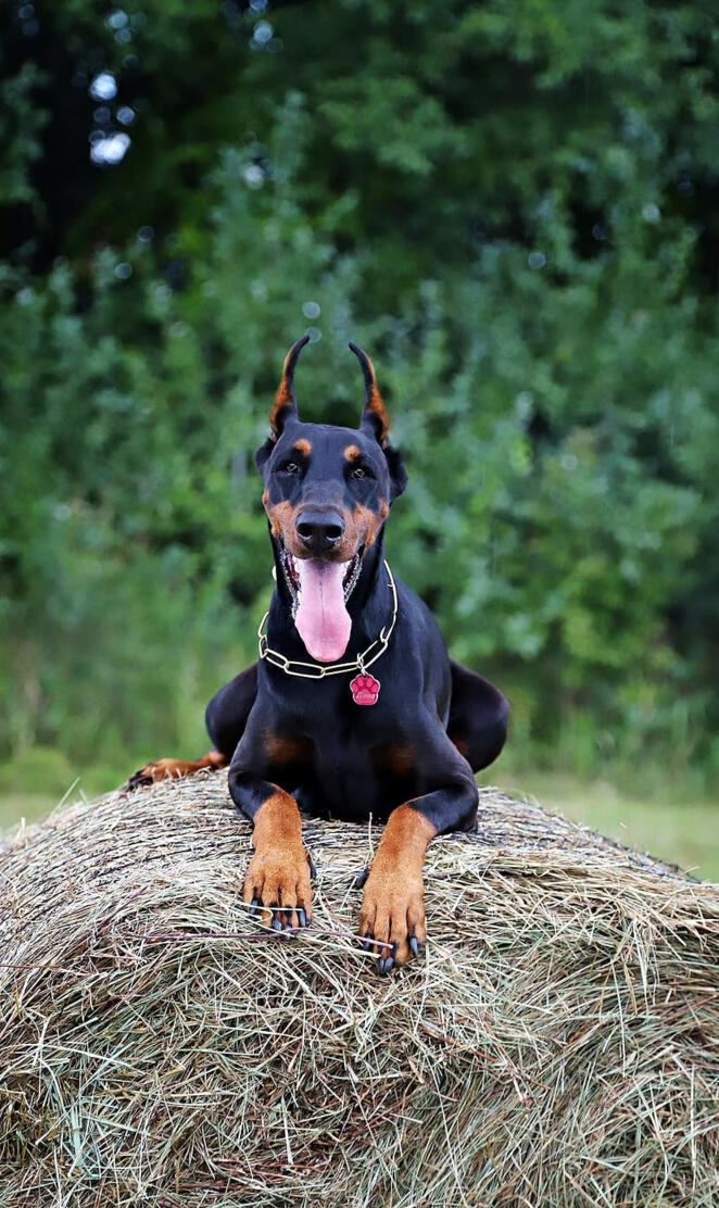 Doberman pinscher