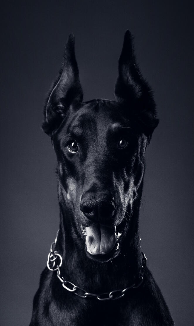 Doberman