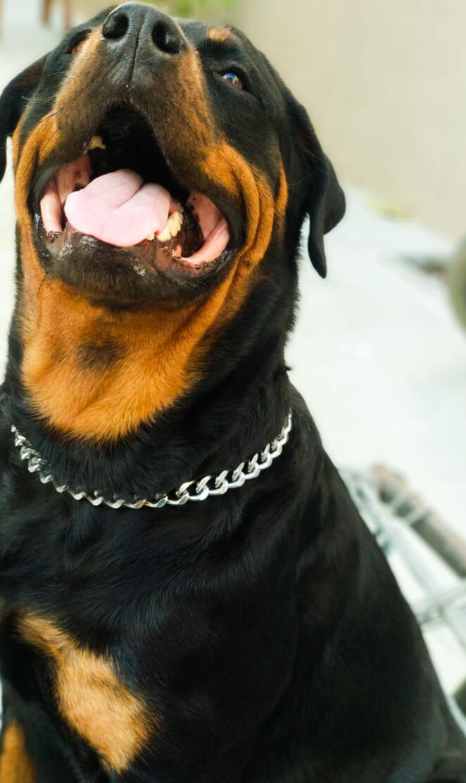 DOBERMAN