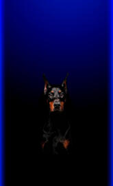 Doberman