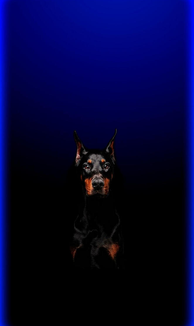 Doberman