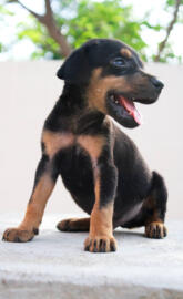 Doberman