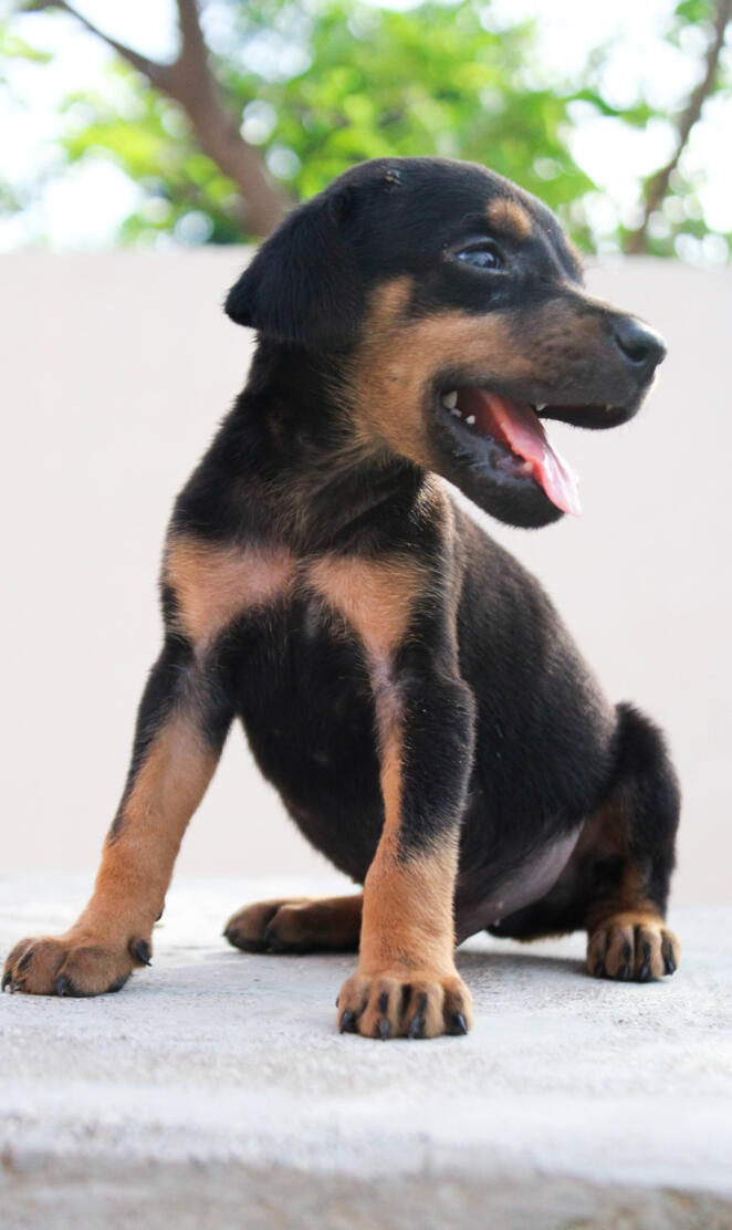 Doberman