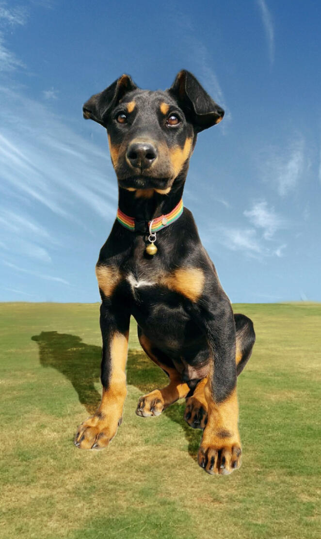 Doberman