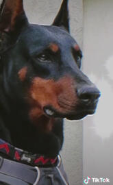 Doberman