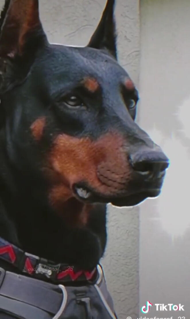 Doberman