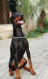 Doberman