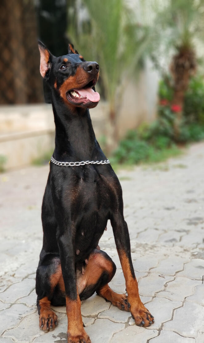 Doberman
