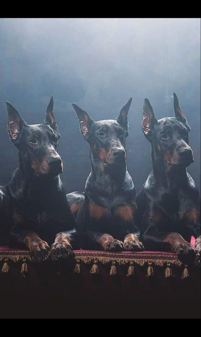 Dog Black doberman
