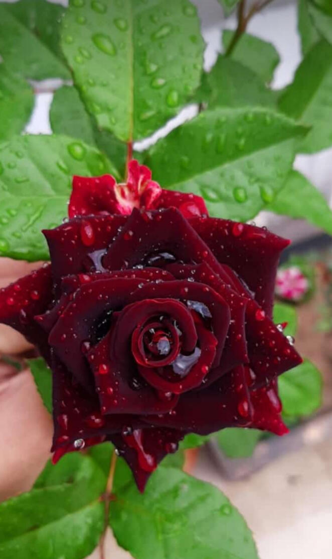 Australian BB Rose