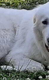 Great pyrenees
