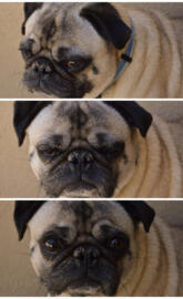 George the pug 2