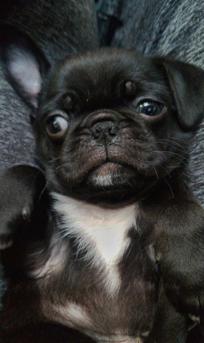 Pug