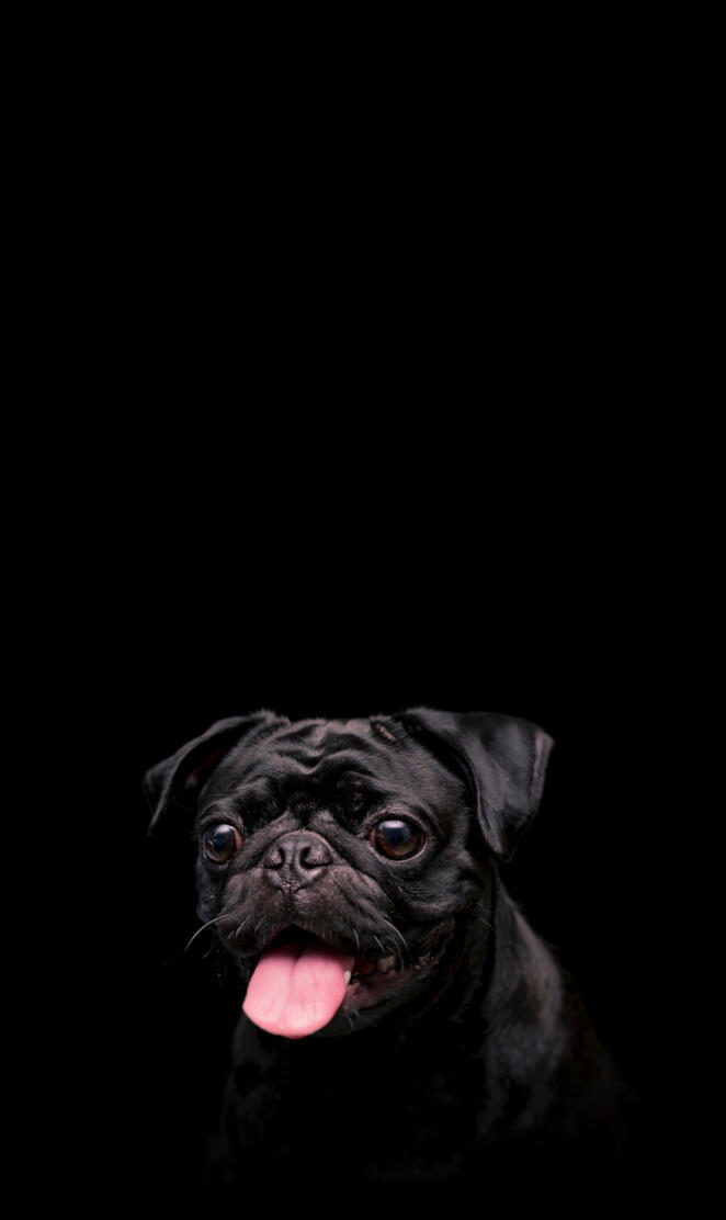 Pug