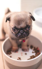 Cute small pug