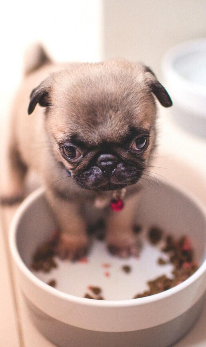 Cute small pug