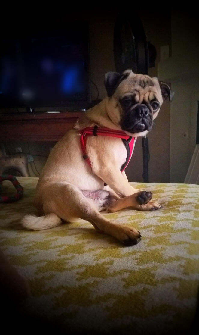 Uncensored Pug