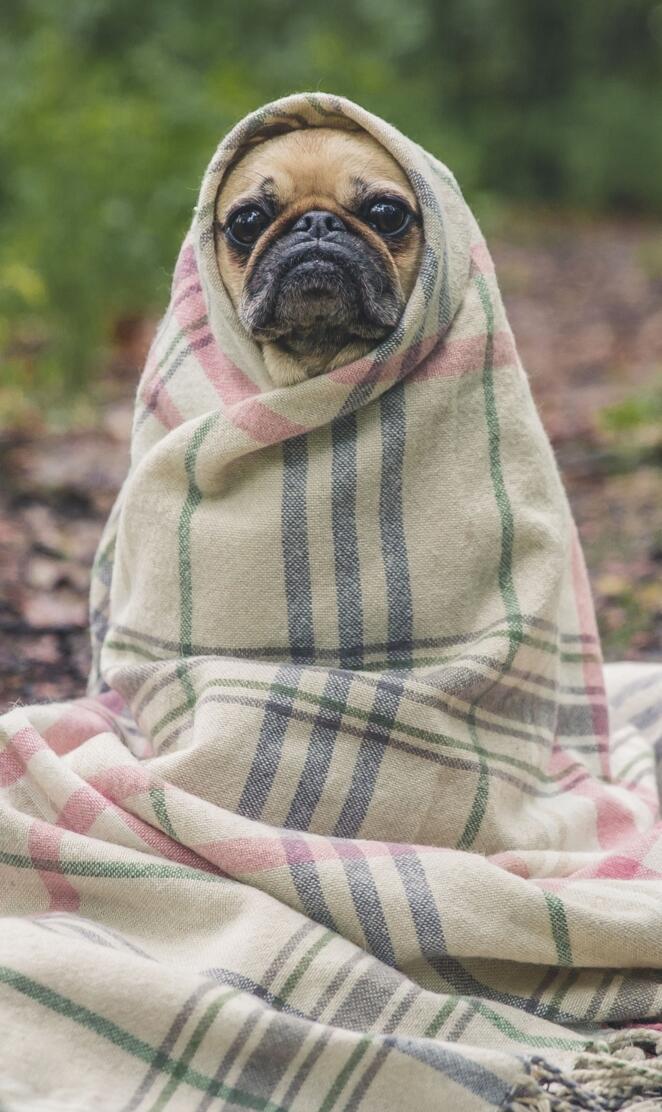 Pug in blanket