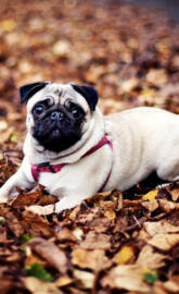 pug the dog