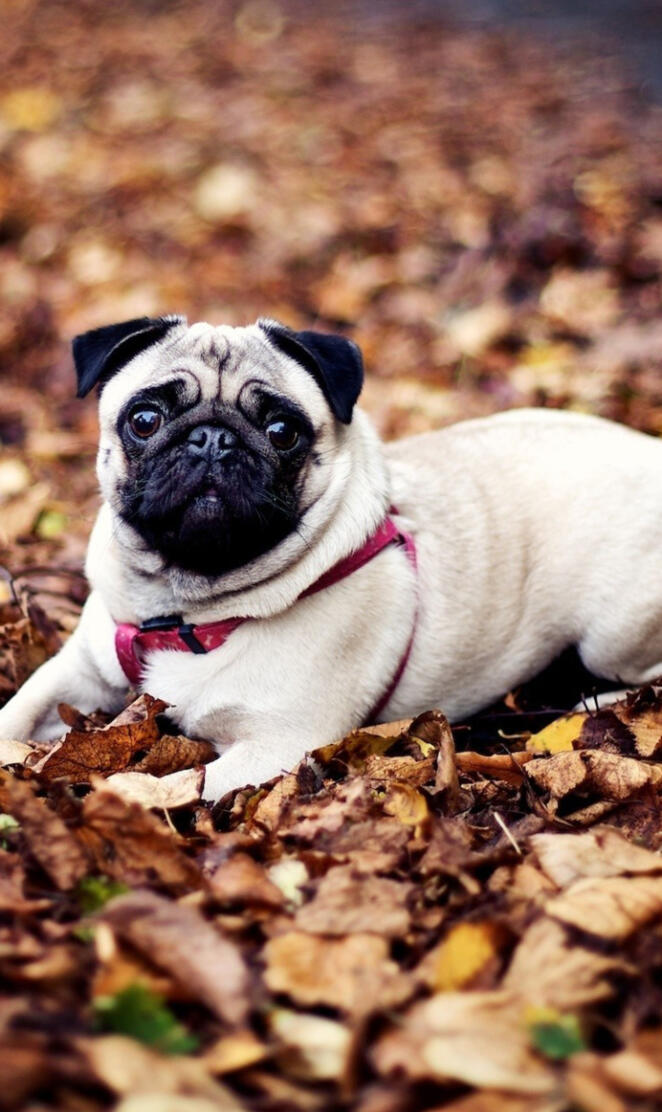 pug the dog