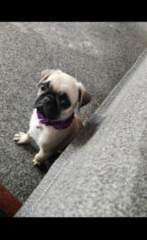 Pug Puppy