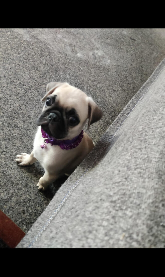 Pug Puppy
