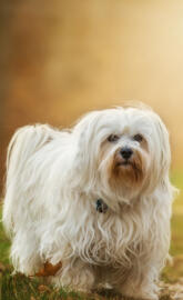 Havanese dog