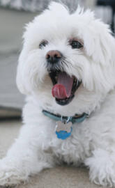 Cute Maltese dog