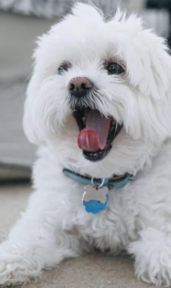 Cute Maltese dog