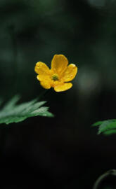 Miniature flower