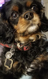 Cavalier kingcharles