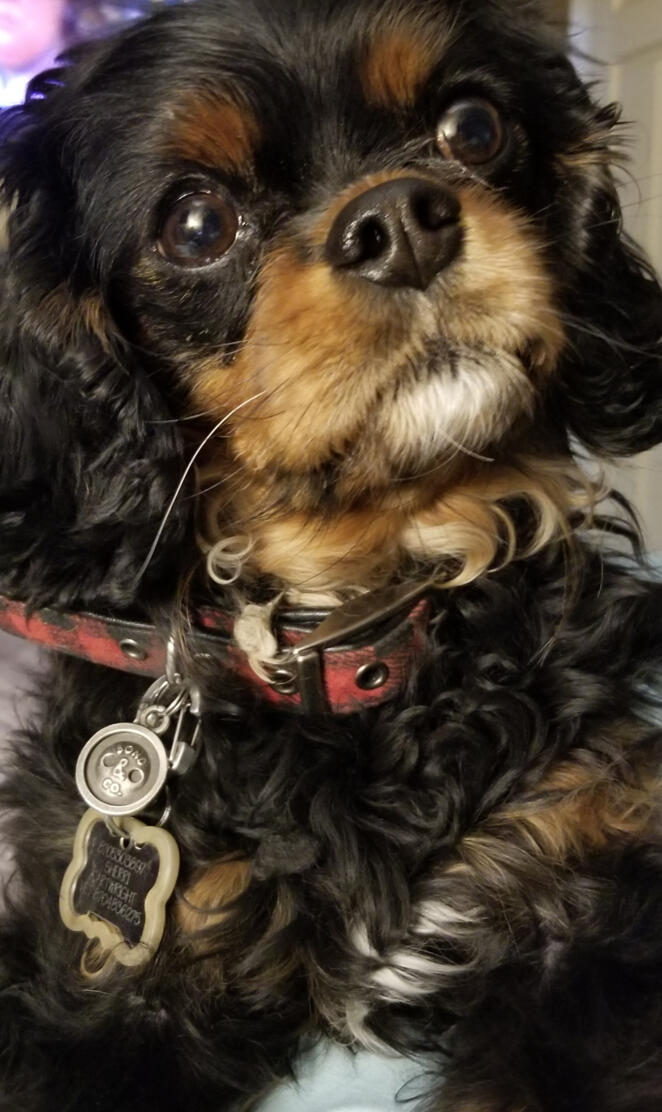 Cavalier kingcharles