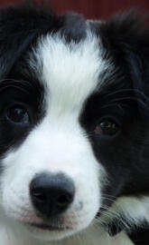 Collie Puppy