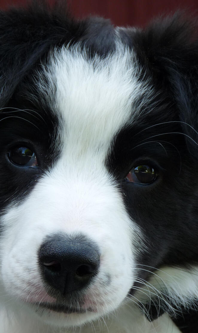 Collie Puppy
