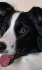 Border collie